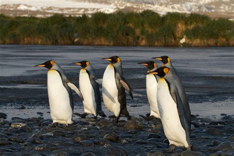 King Penguins Salisbury Plain Bay Of Isles South Georgia