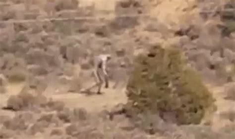 Man Like Creature Filmed Walking Through Portugal Desert Prompts