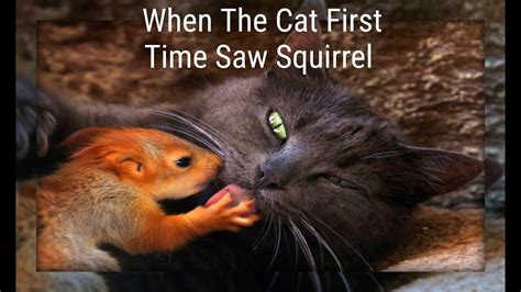When The Cat First Time Saw Squirrel Cat Vs Squirrel Youtube
