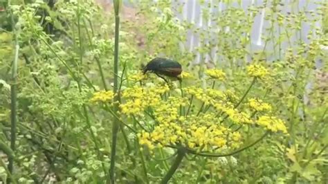 How To Make Japanese Beetle Traps Youtube