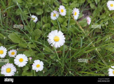 Wild Camomile Daisy Flowers Growing On Green Meadow It May Be Used As