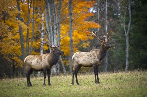 After 99 Years Michigans Elk Herd Is Flourishing The Rapidian