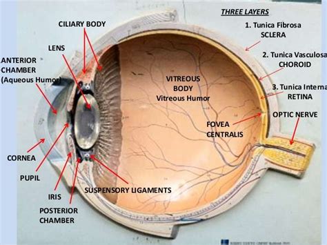 Eye Model Labeled Gallery For Fovea Centralis Eye Model Human