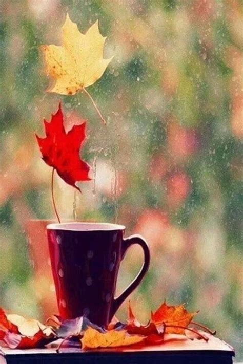 Cup Of Coffee On A Autumn Day Pictures Photos And Images For Facebook