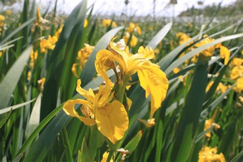 Paling Populer 16 Gambar Bunga Iris Kuning Gambar Bunga Indah