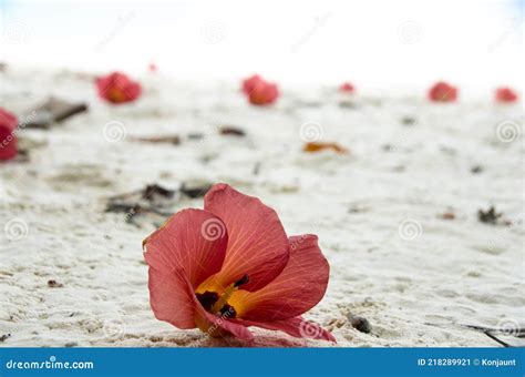 Hibiscus Tiliaceus Blooms Sea Hibiscus Beach Hibiscus Coastal