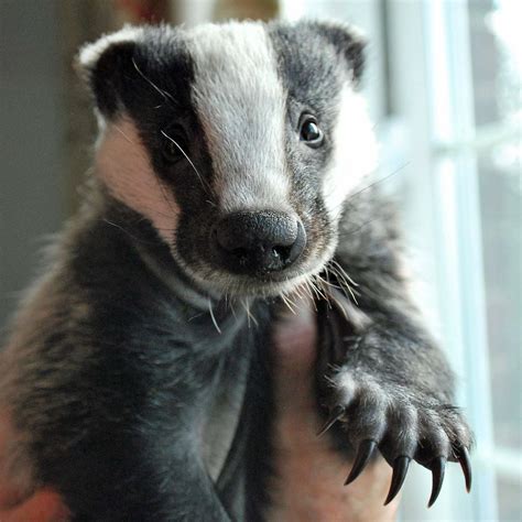 Pin By Pjuergy On Too Cute Animals Wild Cute Animals Baby Badger