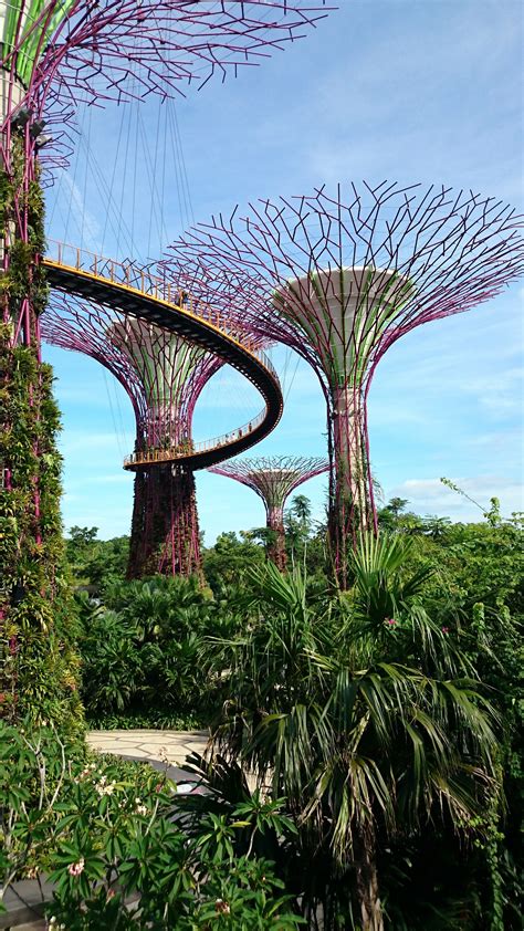 Gardens by the bay supertrees. Gardens by the Bay - Super trees Grove & Skyway ...