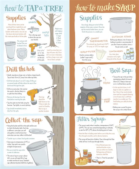 Maple Syruping How To Tap A Tree And Make Syrup