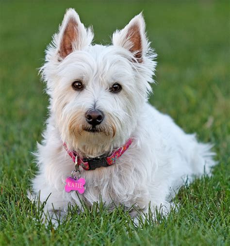 Katie West Highland Terrier Rescue Westies In Need Canada