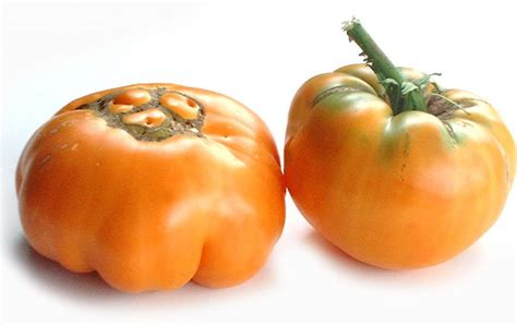 Plantfiles Pictures Tomato Persimmon Lycopersicon Lycopersicum By