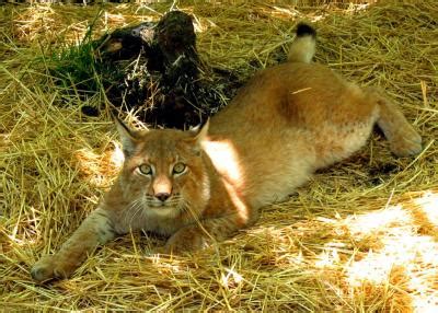 Russian Lynx Photo Eldar Kadymov Photos At Pbase Com