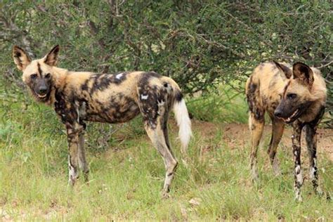 African Wild Dog Description Habitat And Facts