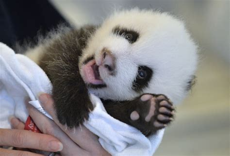 The Atlanta Zoos Baby Panda Cub Just Wants To Say Hey