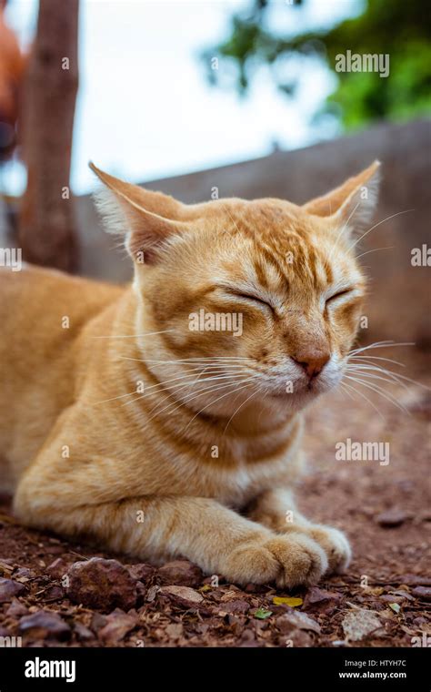 Golden Tabby Cat Hi Res Stock Photography And Images Alamy
