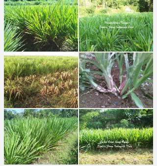 Rumput jepang / zoysia japonica adalah salah satu jenis rumput hias yang sering ditanam di halaman rumah untuk memperindah taman. Hijauan Pakan Ternak Unggul: Perbedaan Rumput Odot, Gajah ...