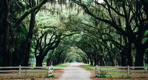 The Best Places To Spot The Famous Savannah Ga Oak Trees
