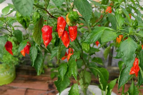 Ghost Pepper Plant Scoville Colors And Updated Grow Guide