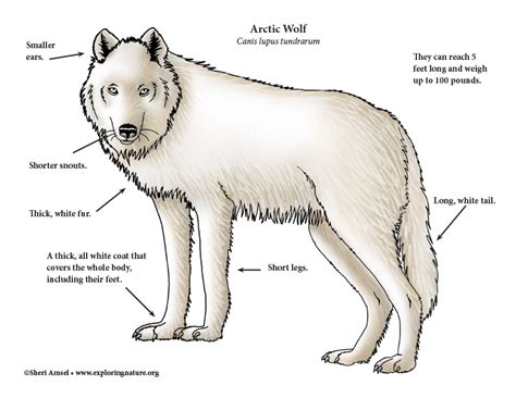 Wolf Anatomy Diagram