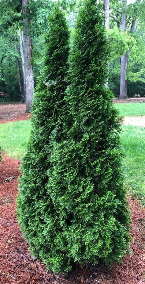 16 Different Types Of Arborvitae Varieties For Privacy