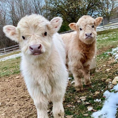 Adorable Mini Highland Calves Cute Animals Fluffy Cows Baby Animals