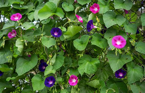 Morning Glory Plant Care And Growing Guide