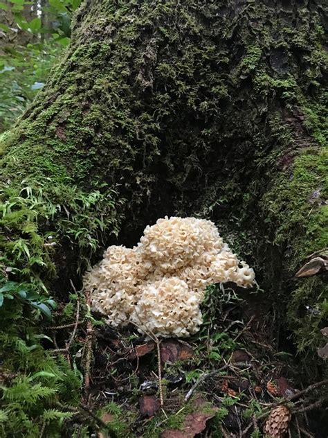 2019 Mushroom Foraging Overview Modern Forager