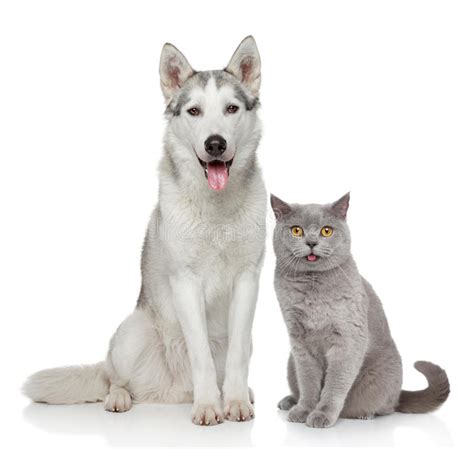 Cat And Dog Together On A White Background Stock Photo
