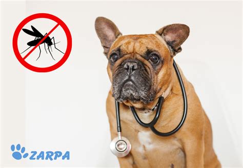 Rango Ordenador Port Til Perforaci N Picadura Mosquito Leishmania En Perros Dram Tico Rutina