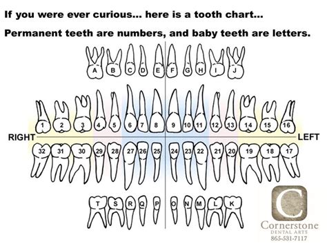 Here Is A Tooth Chart Or A Tooth Map That Shows The Lettering And