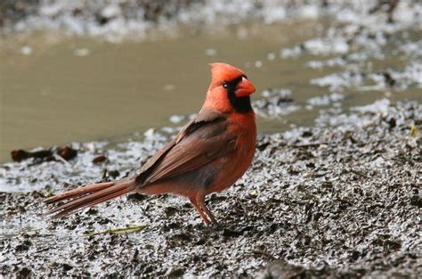 This Is A Northern Cardinal Native To Hawaii We Have One We Named