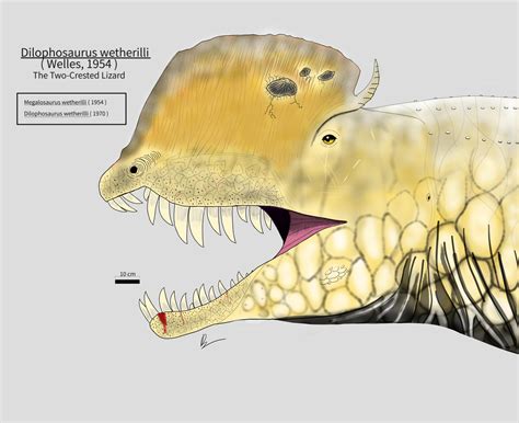 Dilophosaurus Face Reconstruction By Xenopleurodon On Deviantart
