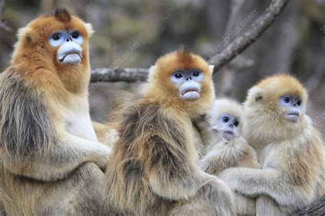 Golden Monkey Group Stock Image C0428782 Science Photo Library