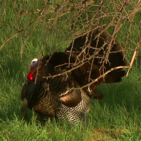 Spring Turkey Spring Turkey Season Opens In The North Zone Today Get Your Gobble On At