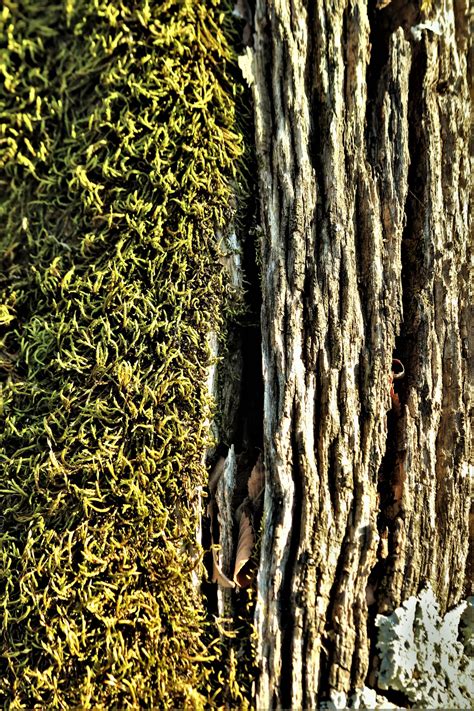 Moss And Tree Bark Abstract Free Stock Photo Public Domain Pictures