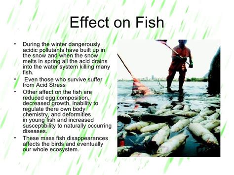 Effects Of Acid Rain On Fish