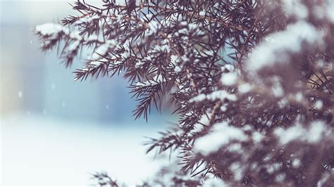 3840x2160 Winter Tree Snow 5k 4k Hd 4k Wallpapers Images Backgrounds