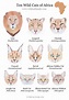 Ten Cats of Africa Chart by Wild Cat Family 2020 | Wild Cat Family