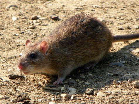 World Ratmuskrats Day Is April 4th Procyon Wildlife