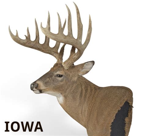 Boone And Crockett S Top Whitetail States Boone And Crockett Club