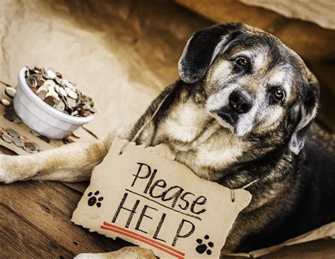 How Can You Help Homeless Dogs