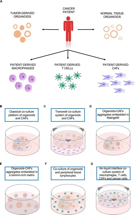Frontiers Modeling Cell Communication In Cancer With Organoids