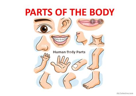 Parts Of The Body English Esl Powerpoints