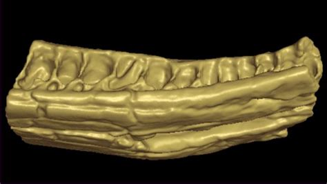 colossal pliosaur fossil gets 3d ct scan bbc news