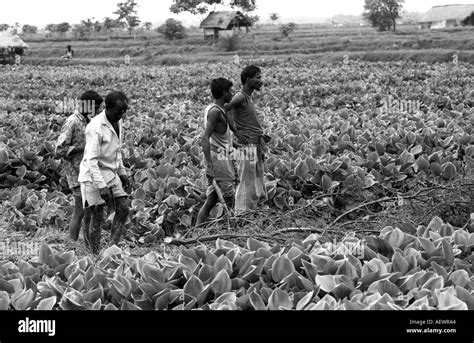 Bangladesh Farming Stock Photo Alamy