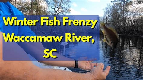 Winter Fish Frenzy Waccamaw River Sc Youtube