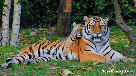 About National Animal Of India Royal Bengal Tiger Lifespan History Facts