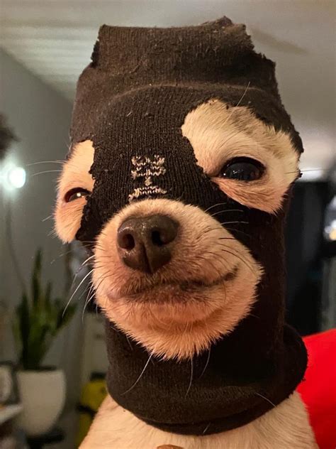 Psbattle Dog With A Sock On His Head Rphotoshopbattles