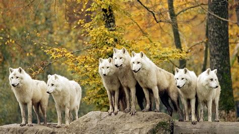 Majestic Forest White Wolves Autumn Wolf Pack Resolution Hd