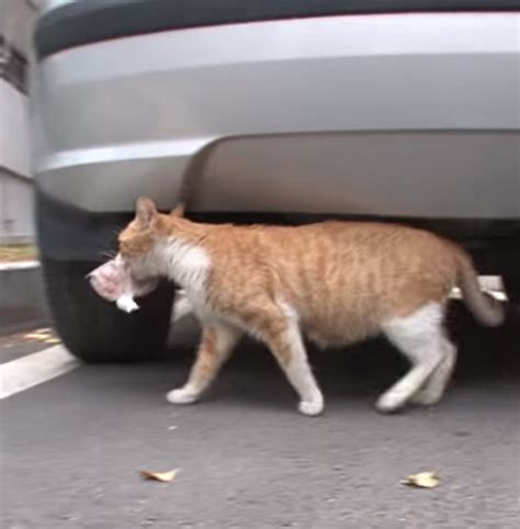 We did not find results for: Stray cat refuses food unless it's in a bag she can carry ...